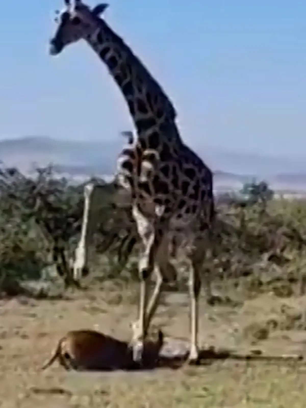 Rache für ihr totes Kalb! Giraffe nimmt es mit Löwin auf