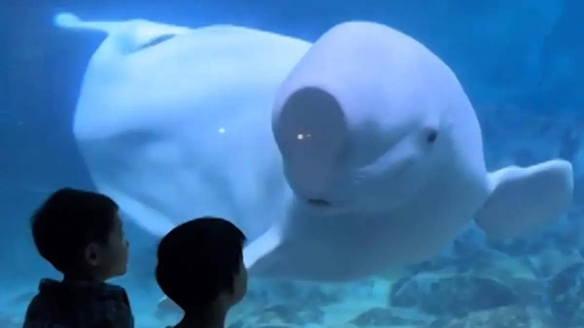 Wer bespaßt hier wen? Jungs und Beluga-Wal unzertrennlich Nur das Glas steht zwischen ihrer Freundschaft!