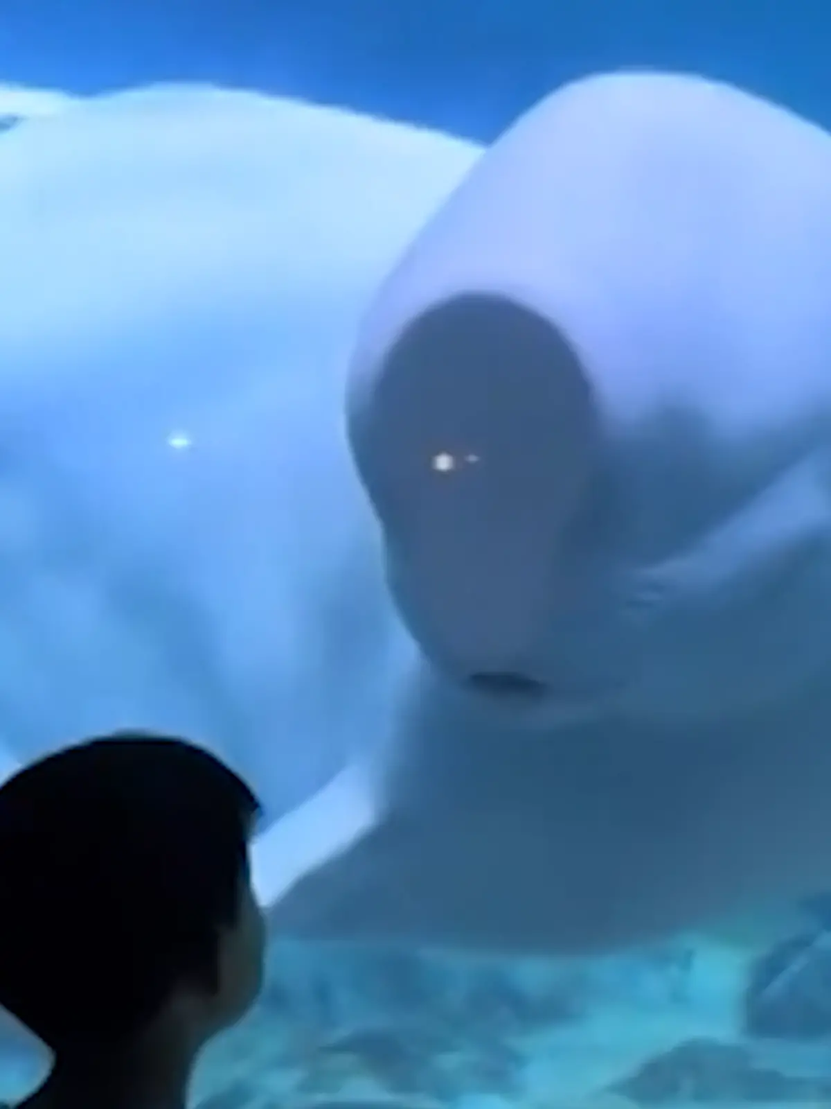 Ein Beluga-Wal schaut durch die Scheibe eines Aquariums auf zwei kleine Jungs.