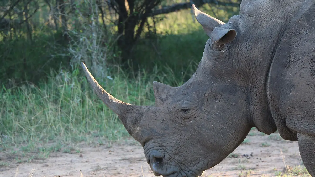 Ein Nashorn im Hlane Royal National Park in Eswatini. (Symbolbild)