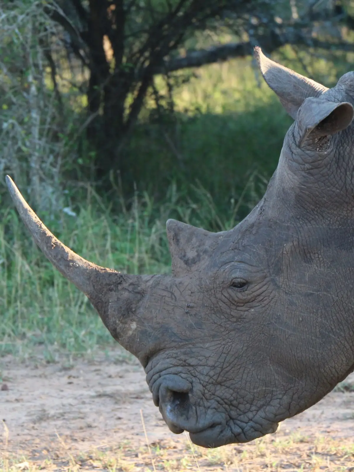 Ein Nashorn im Hlane Royal National Park in Eswatini. (Symbolbild)