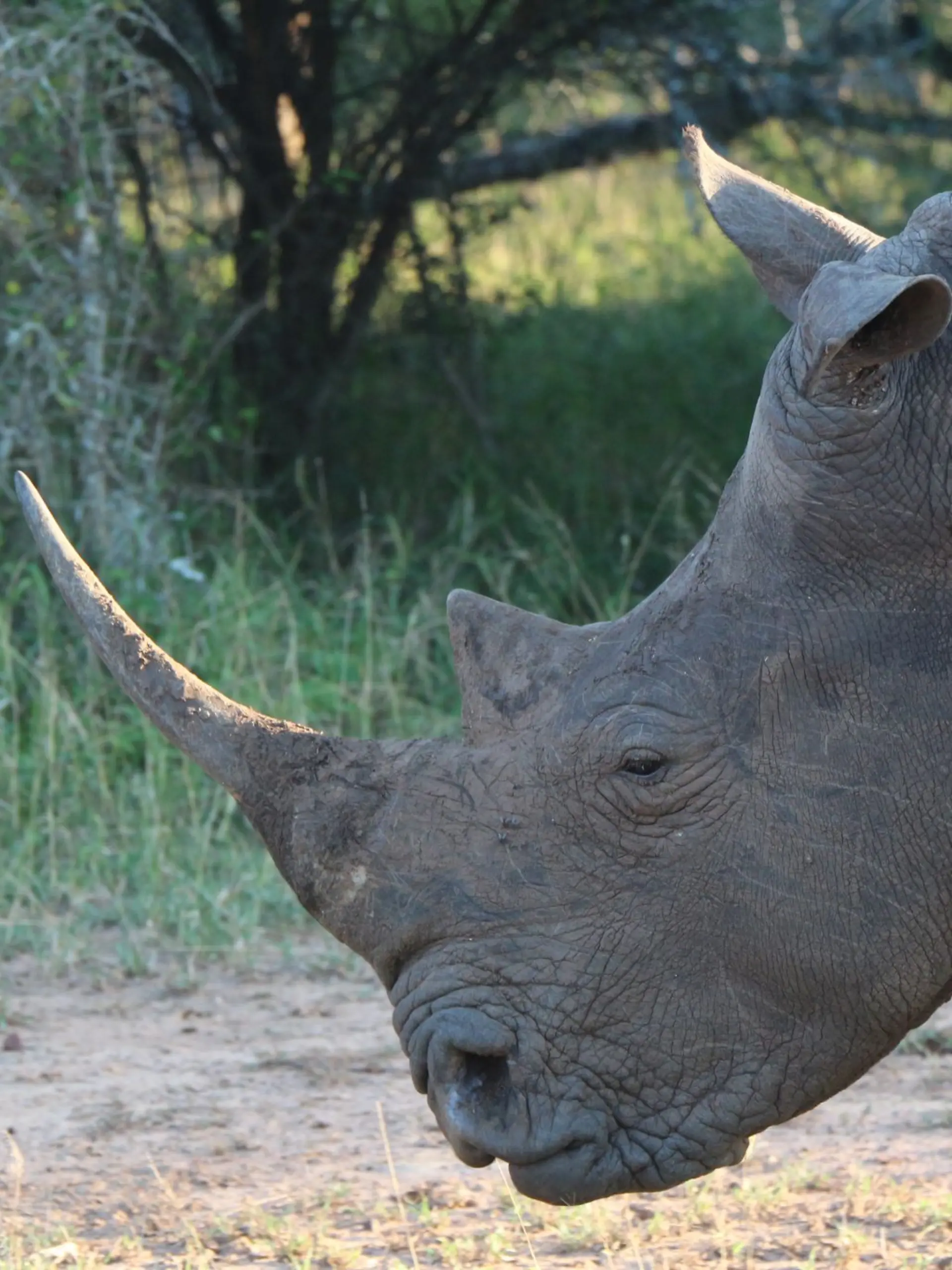 Ein Nashorn im Hlane Royal National Park in Eswatini. (Symbolbild)