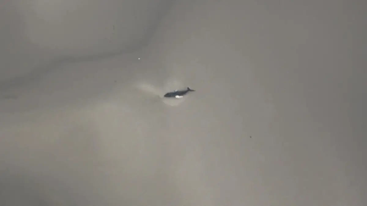 Buckelwal vor Minsener Oog Was ein seltenes Bild!