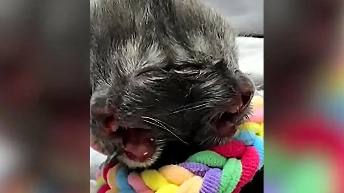 Zwei Gesichter! Katze kommt mit seltener Anomalie zur Welt Kaum Chance zu überleben