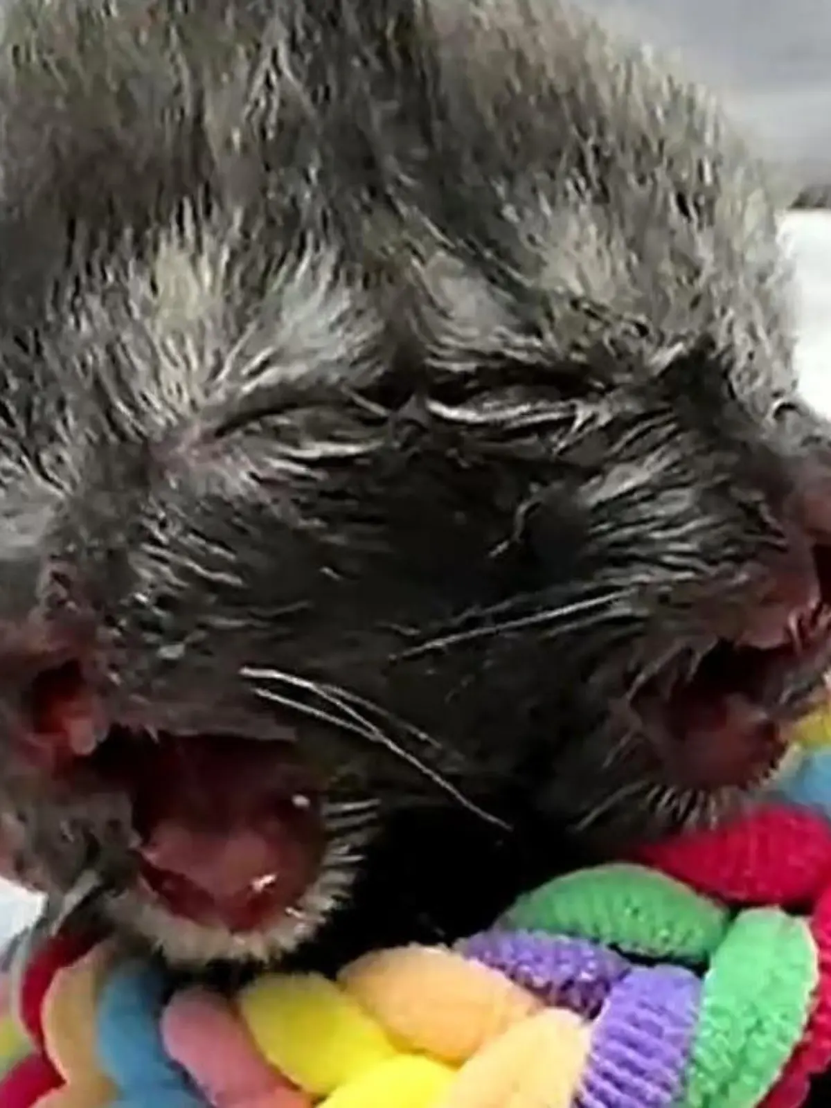 Zwei Gesichter! Katze kommt mit seltener Anomalie zur Welt