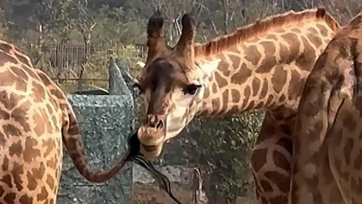 Das ist mein Schwanz, du Depp! Giraffe nimmt Mund zu voll