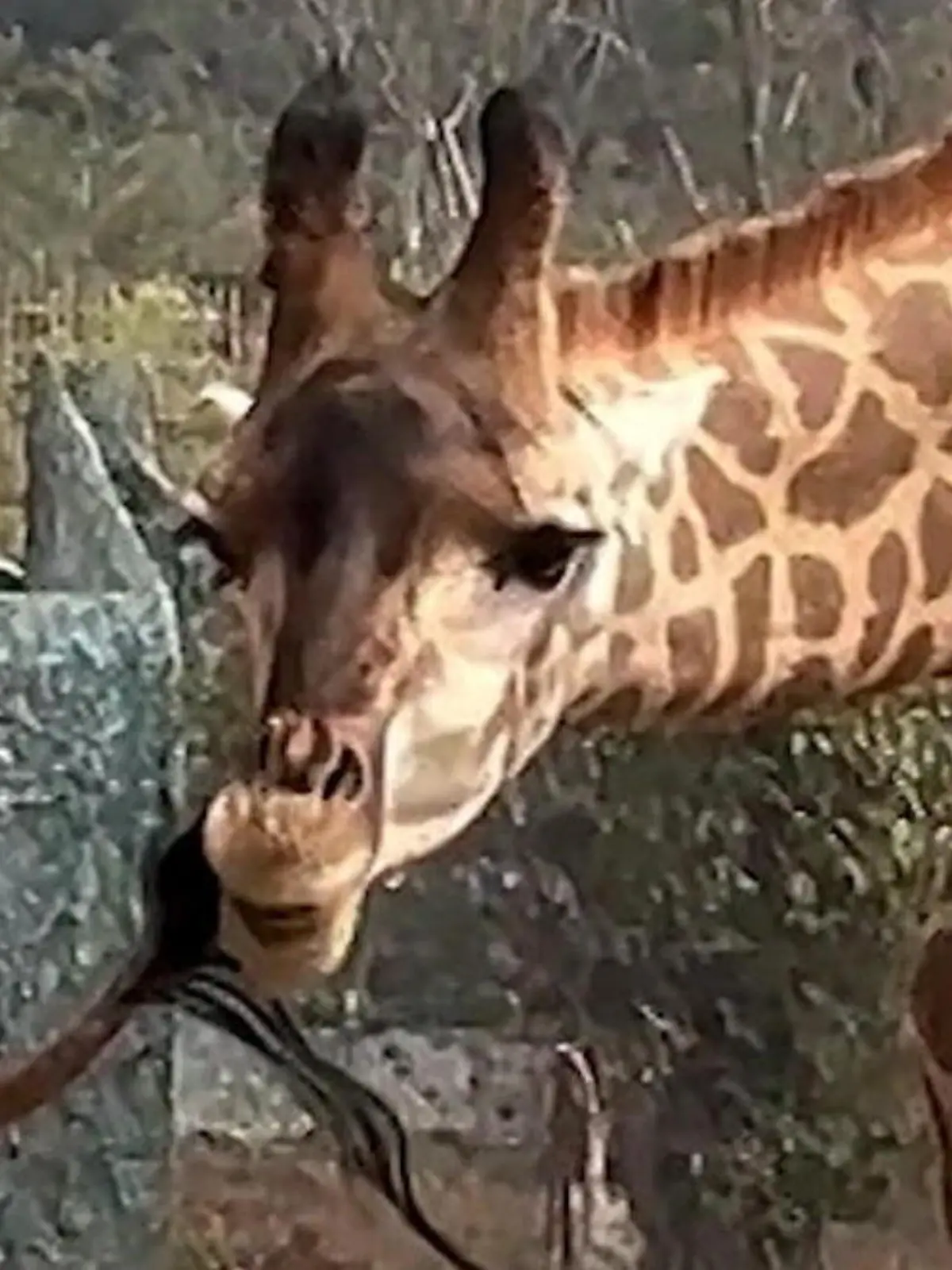 Bild zu: "Das ist mein Schwanz, du Depp! Giraffe nimmt Mund zu voll"