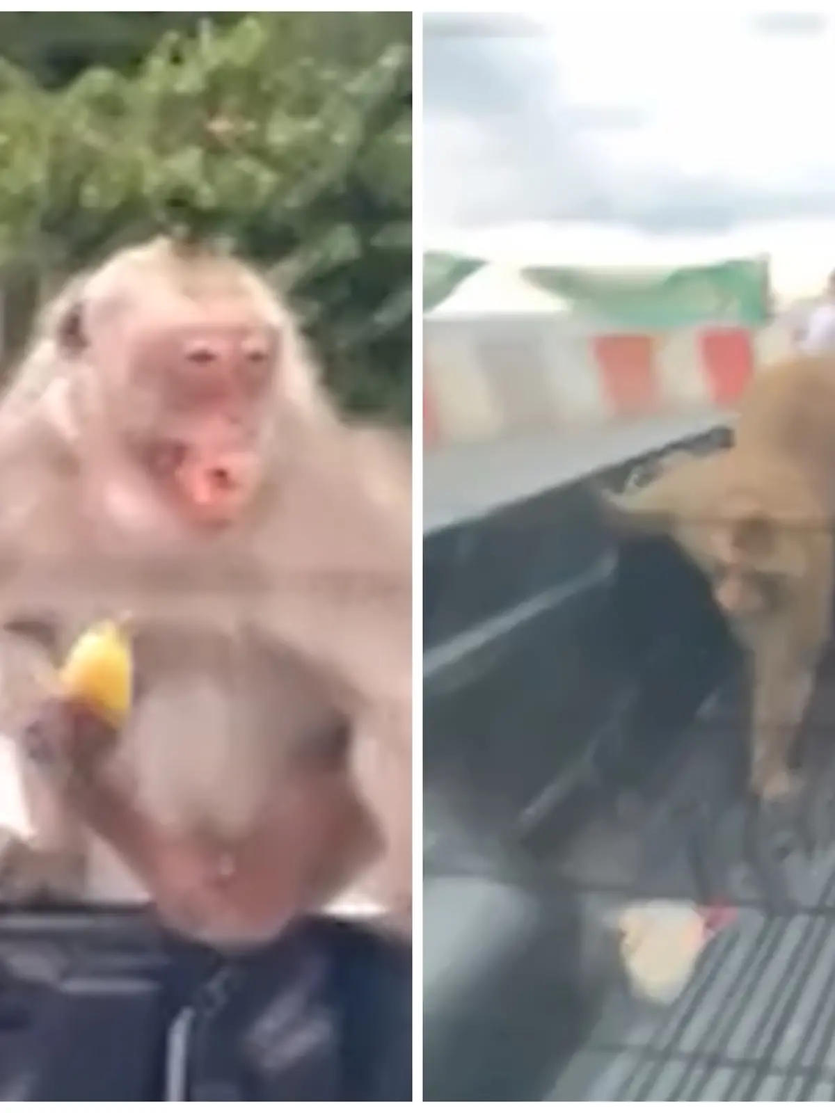 Fotokollage: Links ein Affe hat eine Banane in der Hand und zeigt die Zähne, rechts ein Affe klettert gerade auf die Ladefläche des Pick-Ups. 