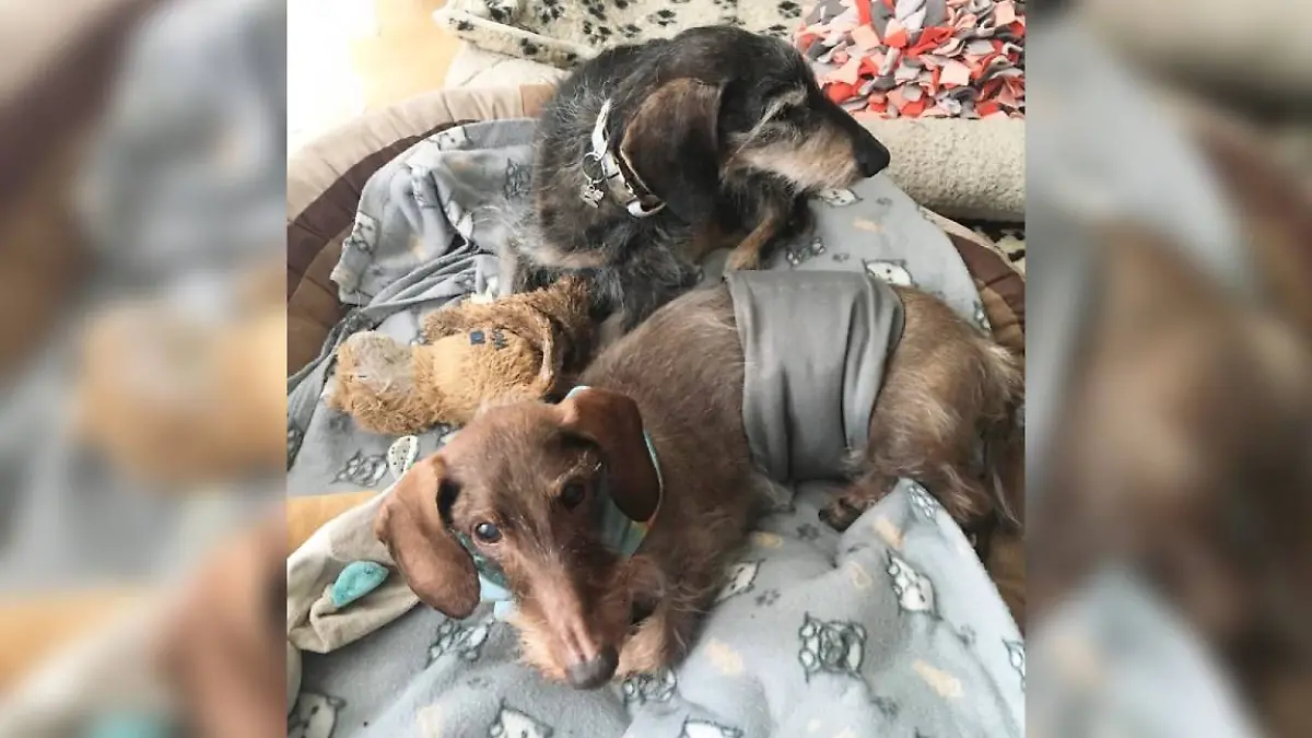 Dackelliebe bei Freddy (19) und Fredo (17)