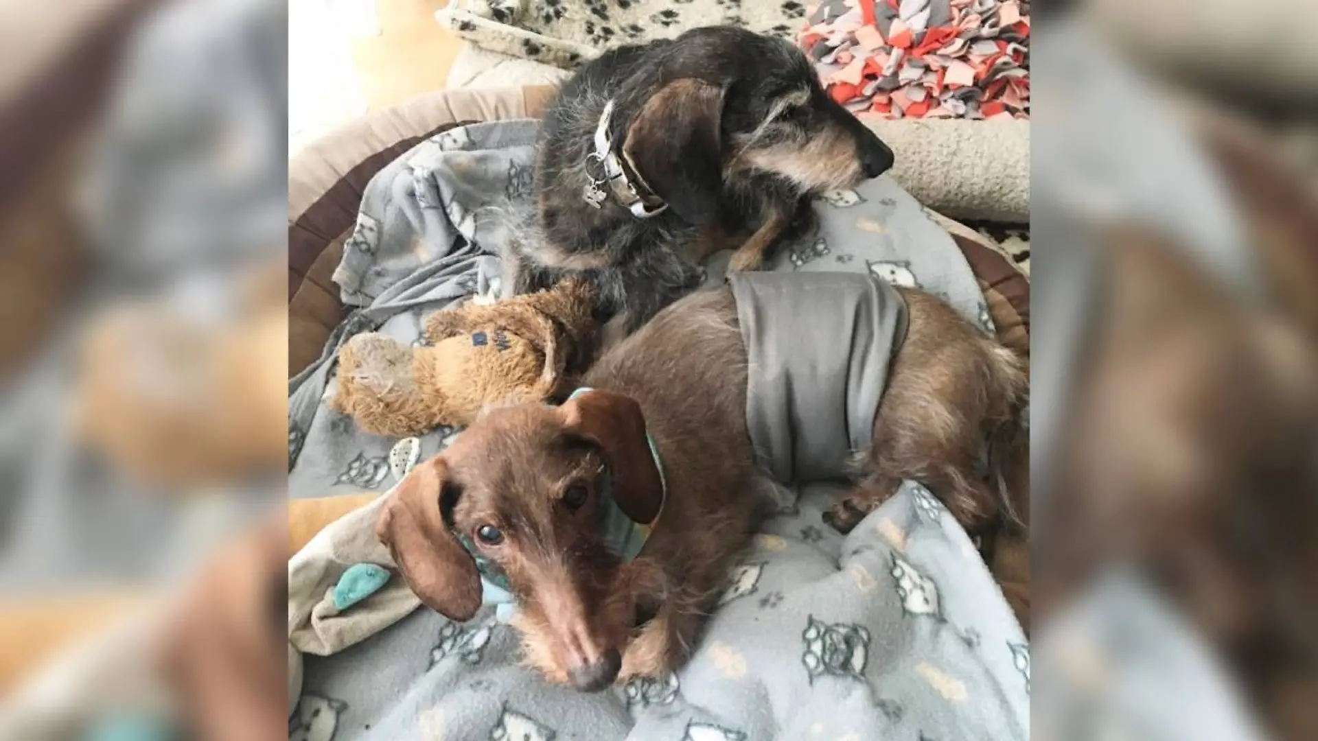 Freddy und Fredo in ihrem gemeinsamen Zuhause.