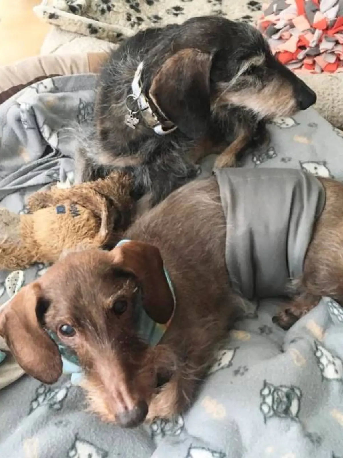 Freddy und Fredo in ihrem gemeinsamen Zuhause.