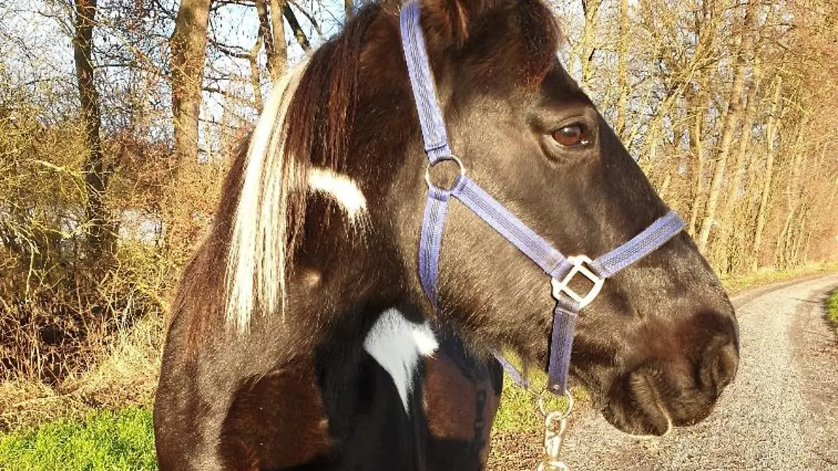 Pferd Sunny