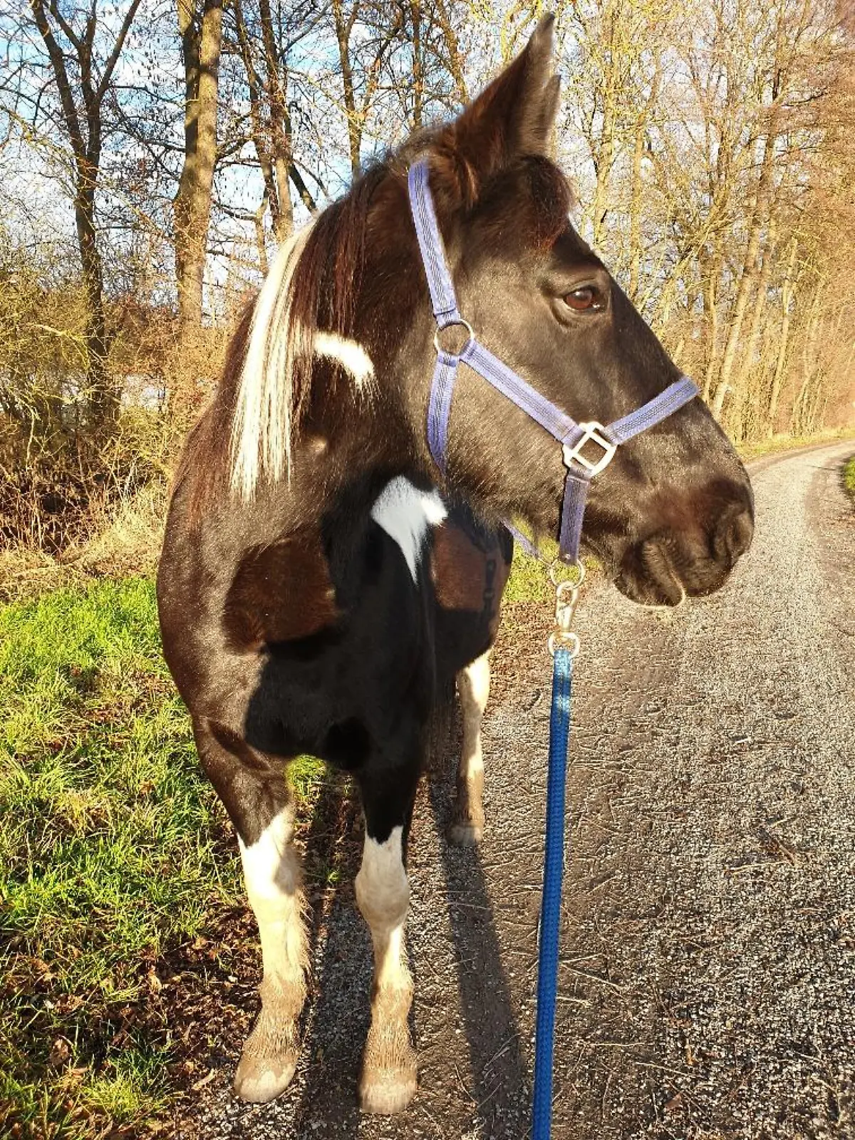Pferd Sunny