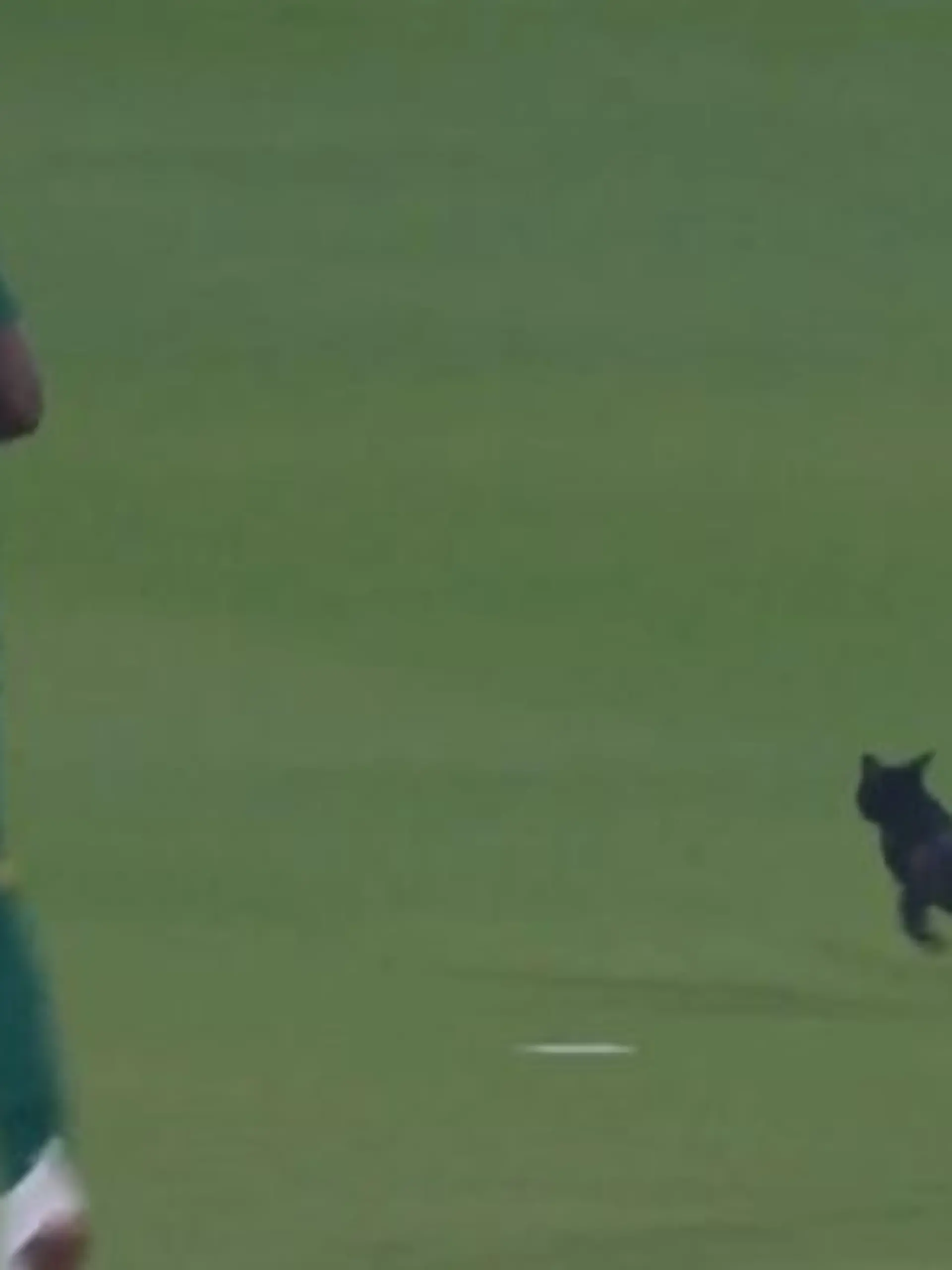 Bild zu: "Katze crasht Cricket-Spiel – und das Viech will einfach nicht mehr weg!"