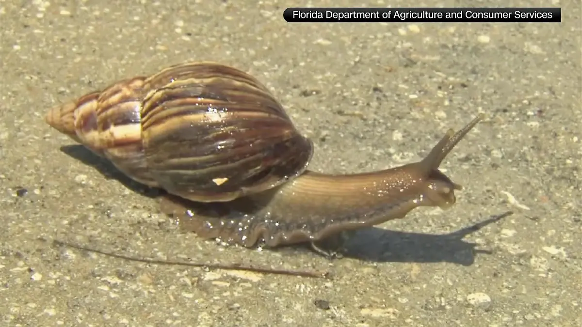 Schnecke