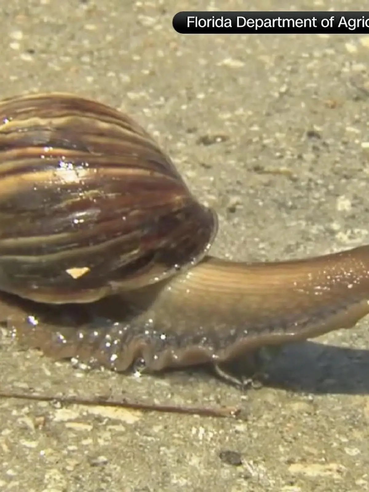 Schnecke