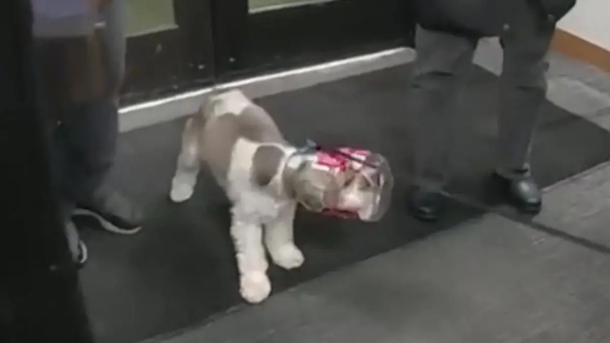 Kopf steckt fest! Hund muss aus Leckerchen-Box befreit werden