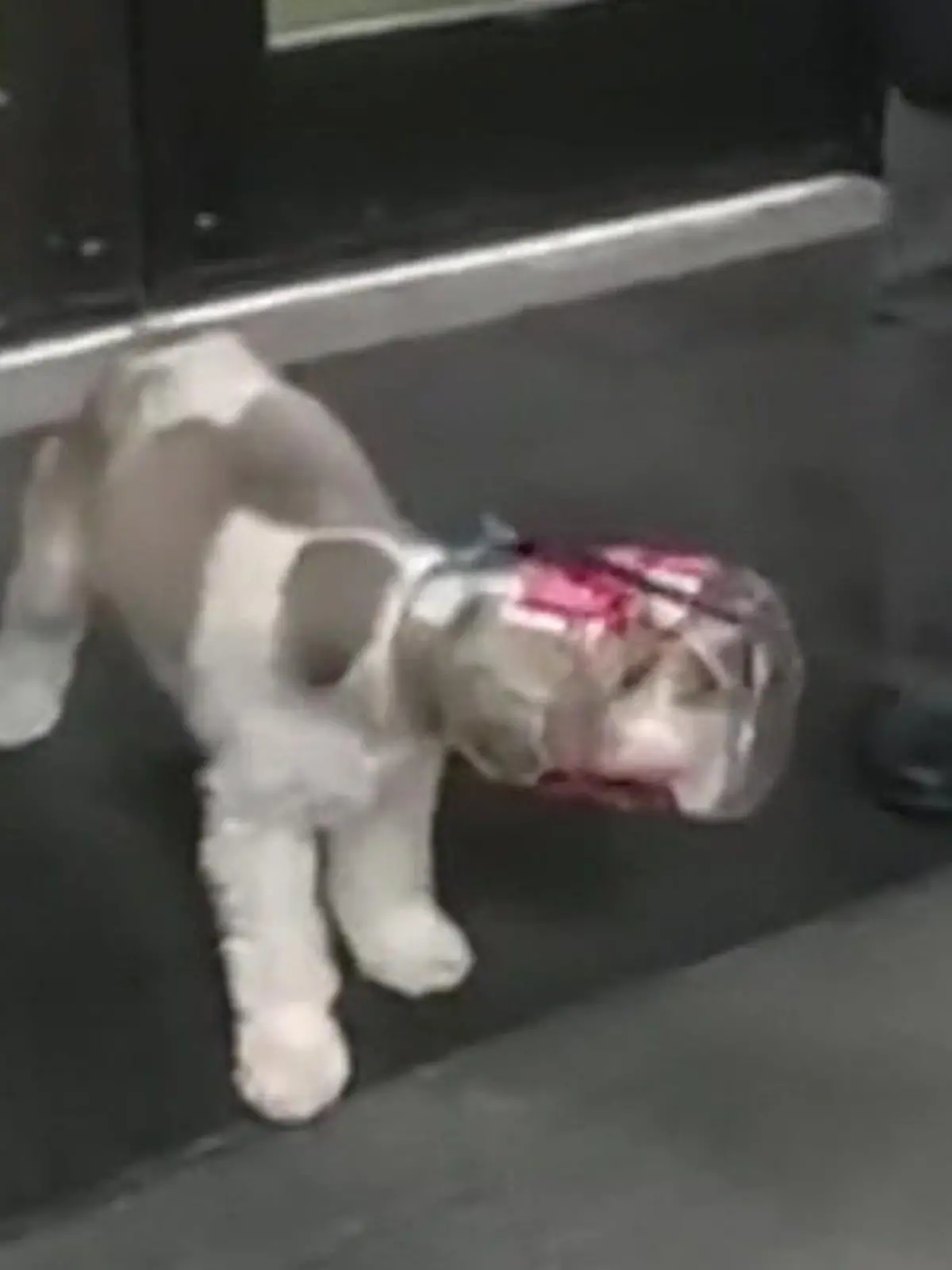 Ein Hund steckt mit dem Kopf in einem durchsichtigen Plastik-Behälter