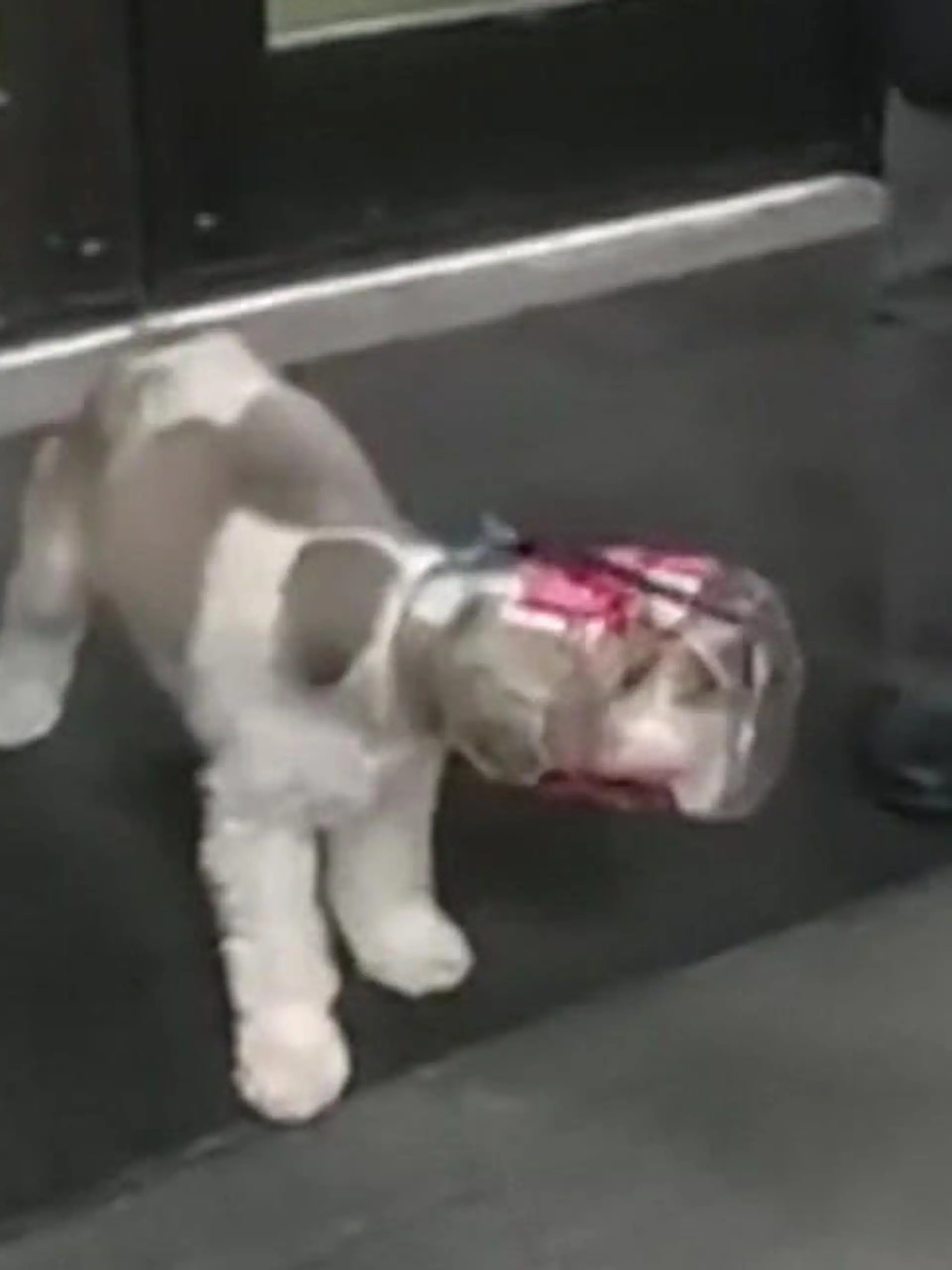 Ein Hund steckt mit dem Kopf in einem durchsichtigen Plastik-Behälter