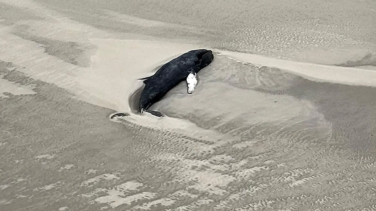 Toter Buckelwal auf der unbewohnten Nordseeinsel Minsener Oog.