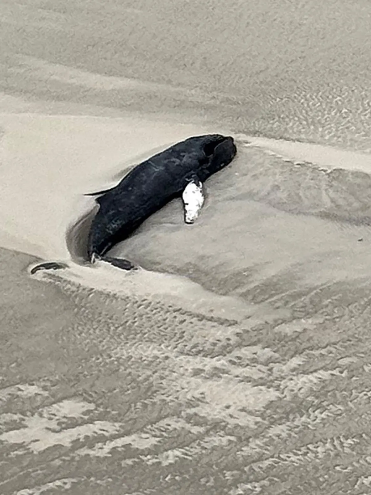 Toter Buckelwal auf der unbewohnten Nordseeinsel Minsener Oog.