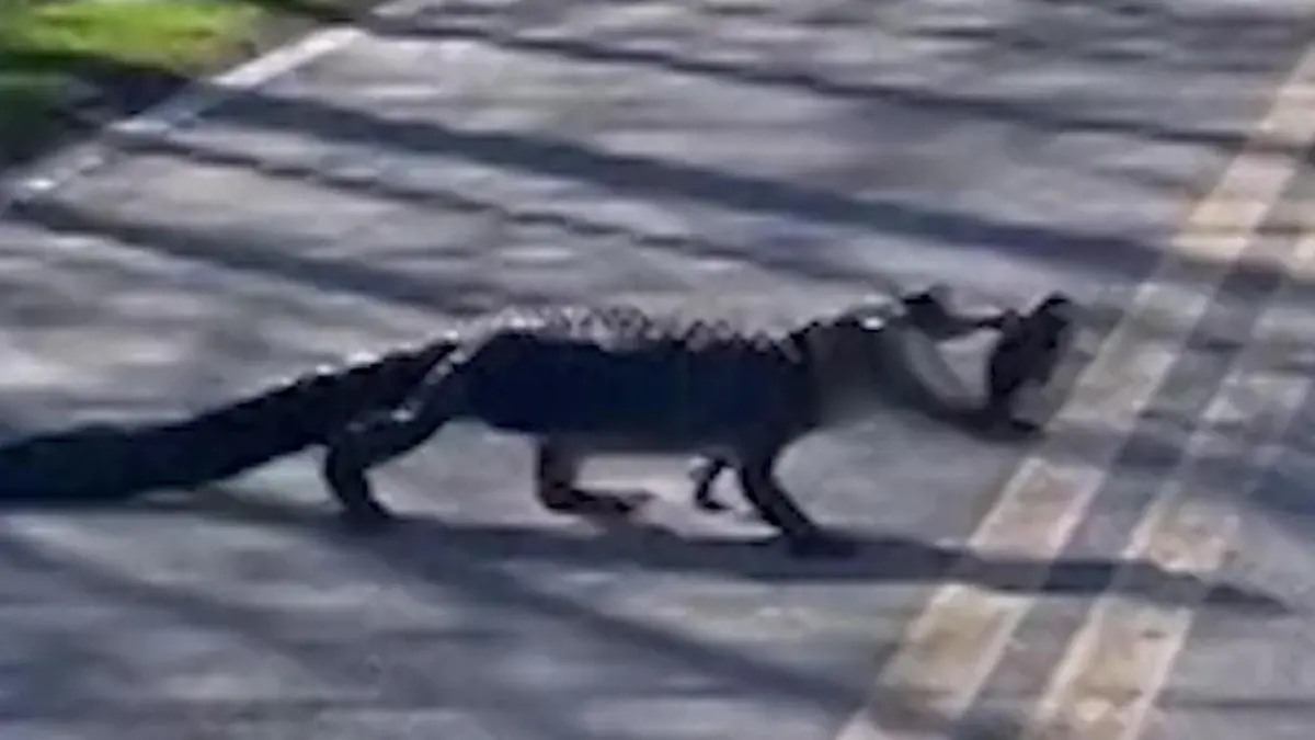 Alligator transportiert Schildkröte - zwischen seinen Zähnen