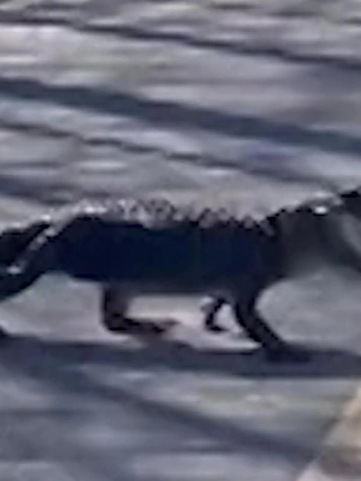 Ein Alligator überquert eine Straße in Florida - mit einer Schildkröte im Maul