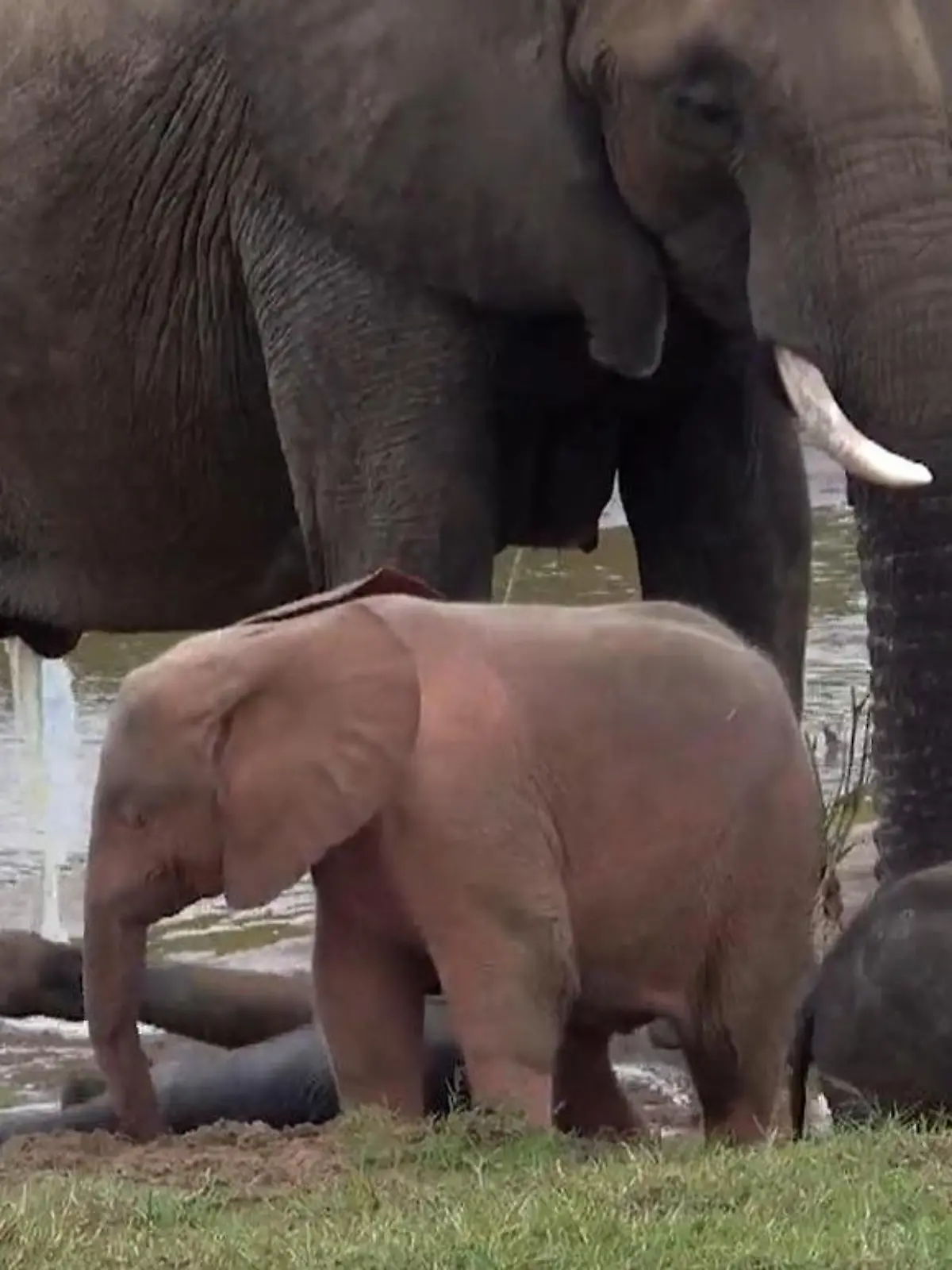 Es gibt ihn also doch! Rosa Elefant beeindruckt auf Safaritour