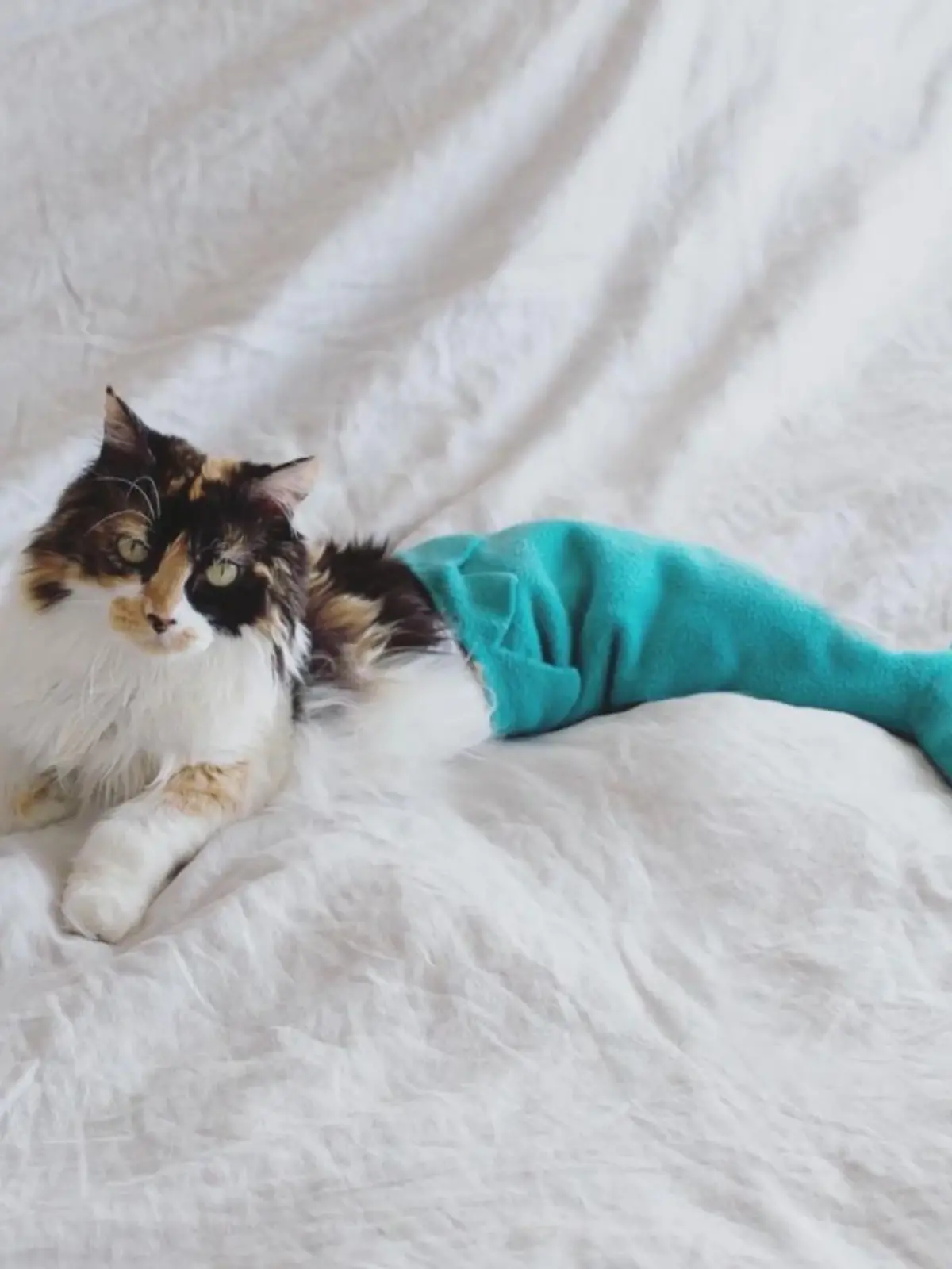 Bild zu: "Sally wird zum flauschigen Supermodel"