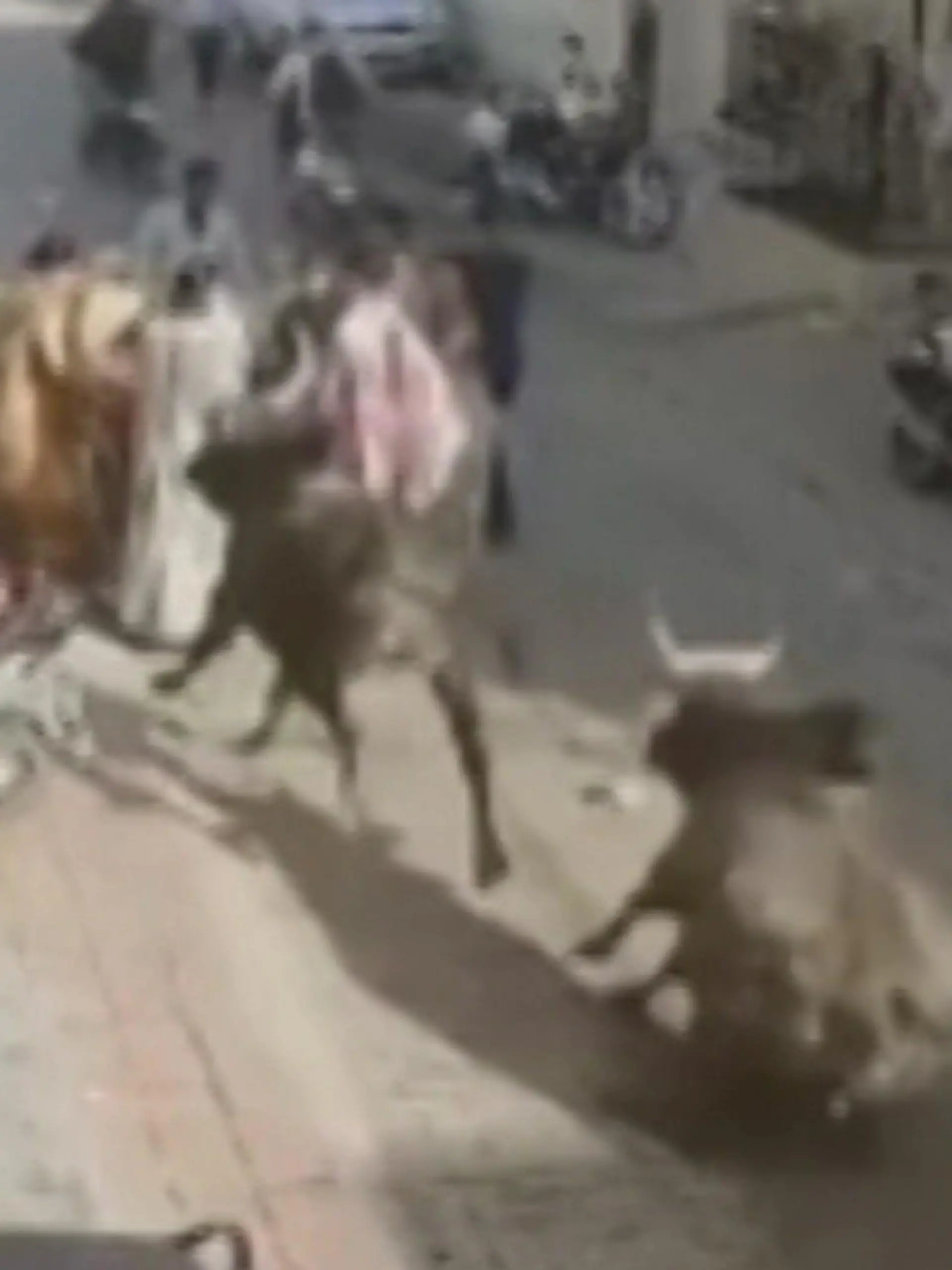 Bild zu: "Streunende Stiere laufen auf Indiens Straßen Amok"