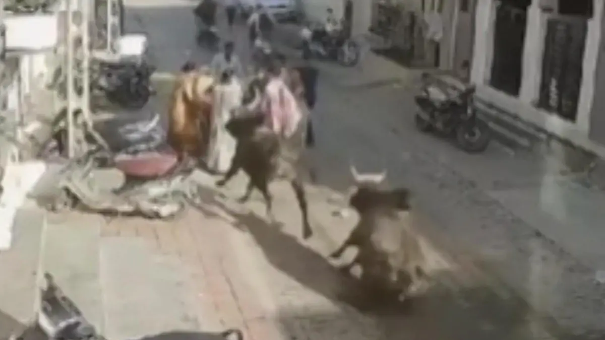 Streunende Stiere laufen auf Indiens Straßen Amok Aggressive Bullen bedrohen Anwohner