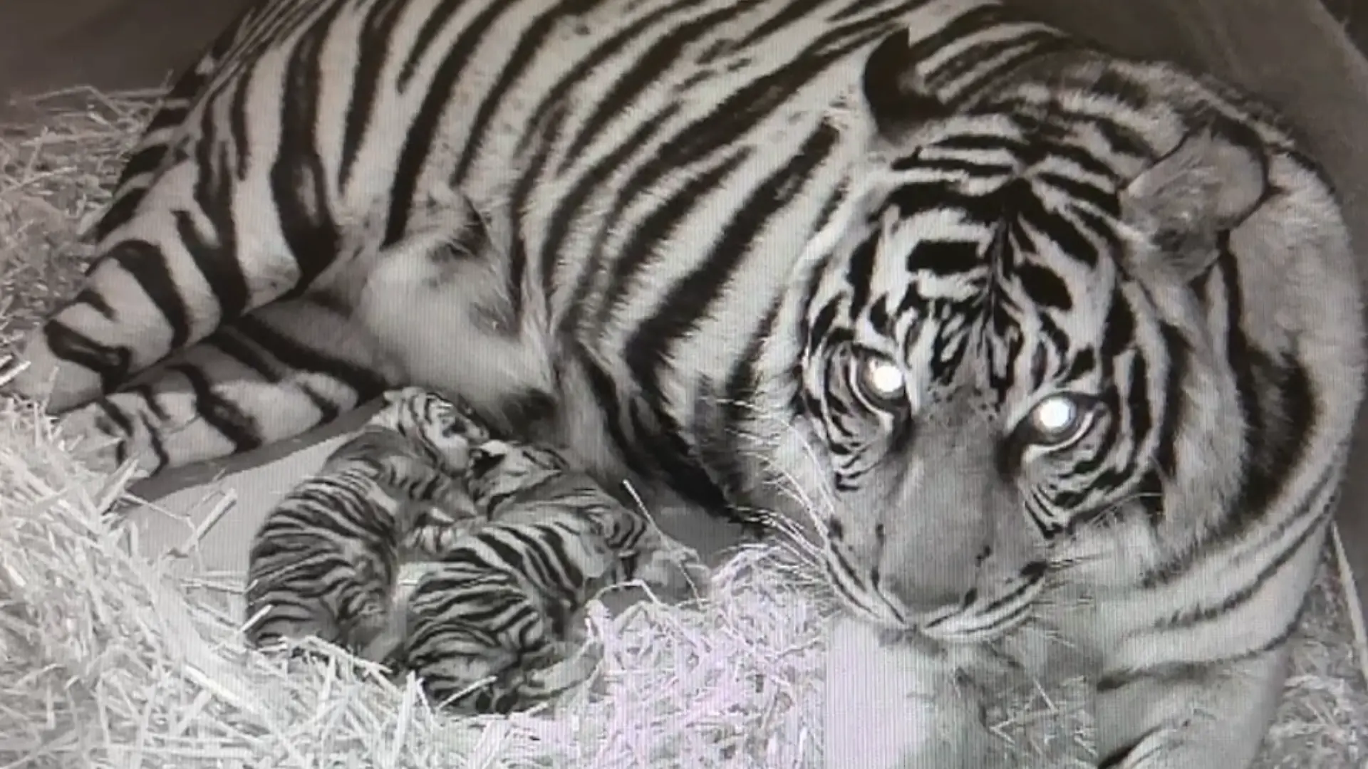 Tiger-Mama Cinta kuschelt mit ihren Babys.