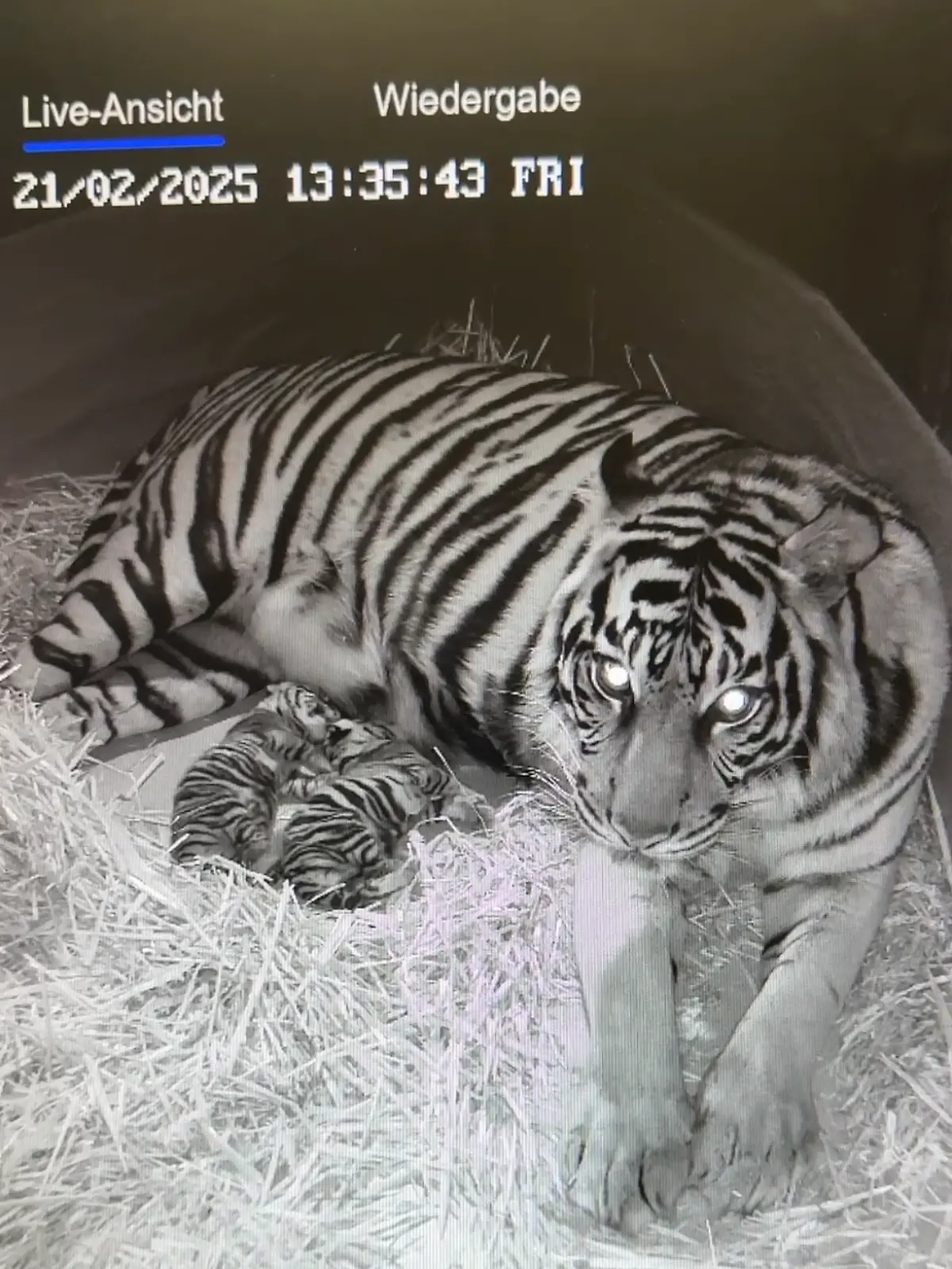 Tiger-Mama Cinta kuschelt mit ihren Babys.