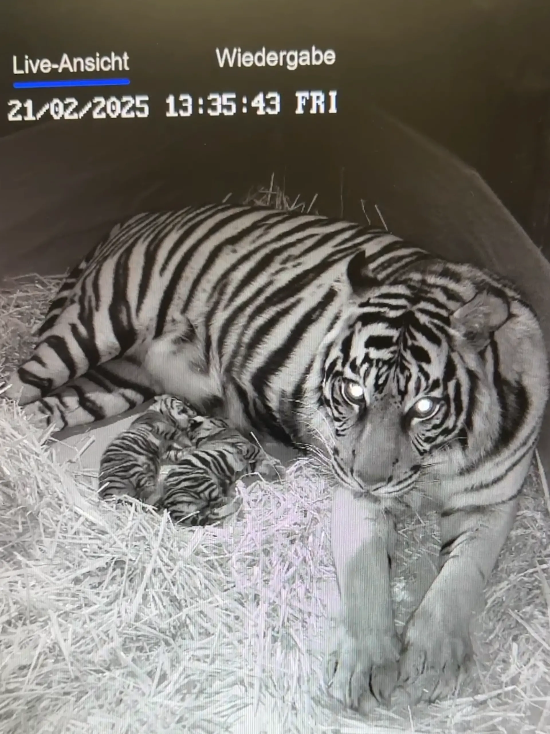 Tiger-Mama Cinta kuschelt mit ihren Babys.