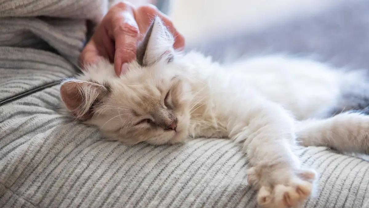 Bild zu: "Eure Katze beißt plötzlich beim Streicheln? Drei mögliche Gründe"