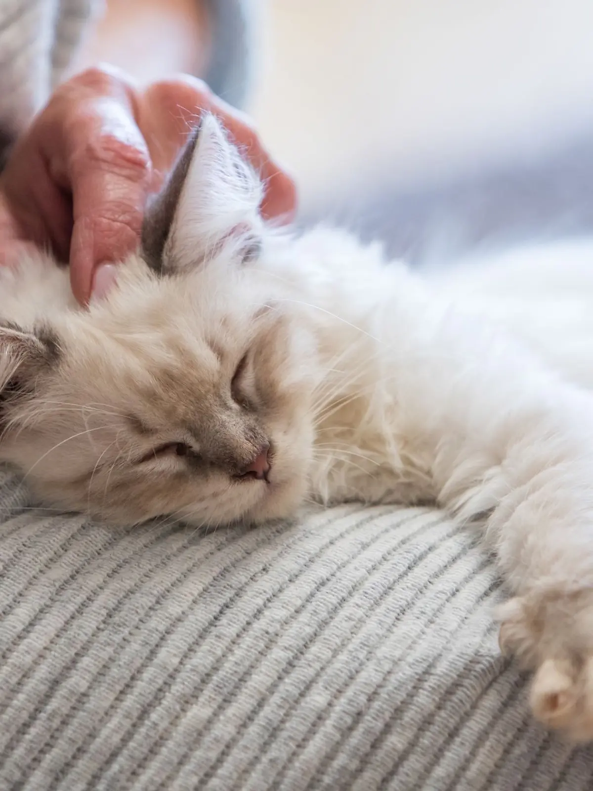 Bild zu: "Eure Katze beißt plötzlich beim Streicheln? Drei mögliche Gründe"
