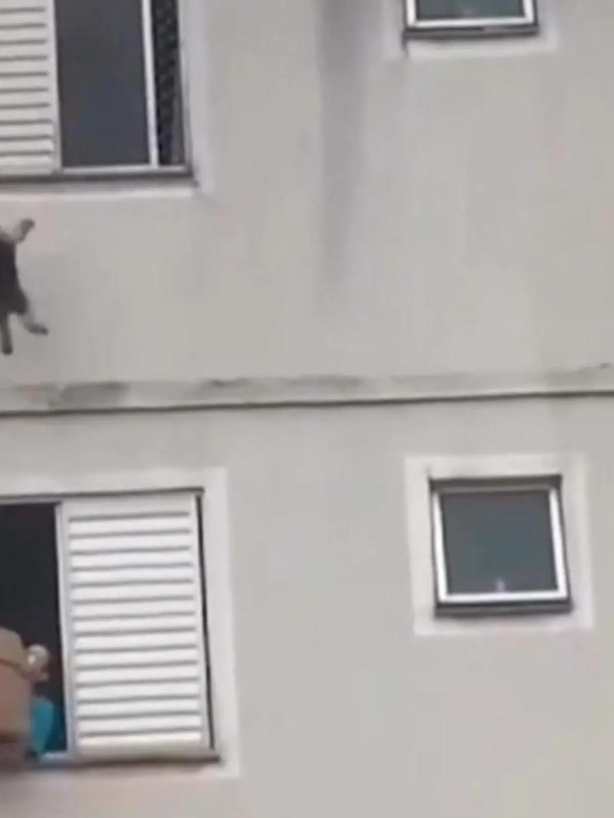 Bild zu: "Hund baumelt im 4. Stock – Frau hat geniale Idee"