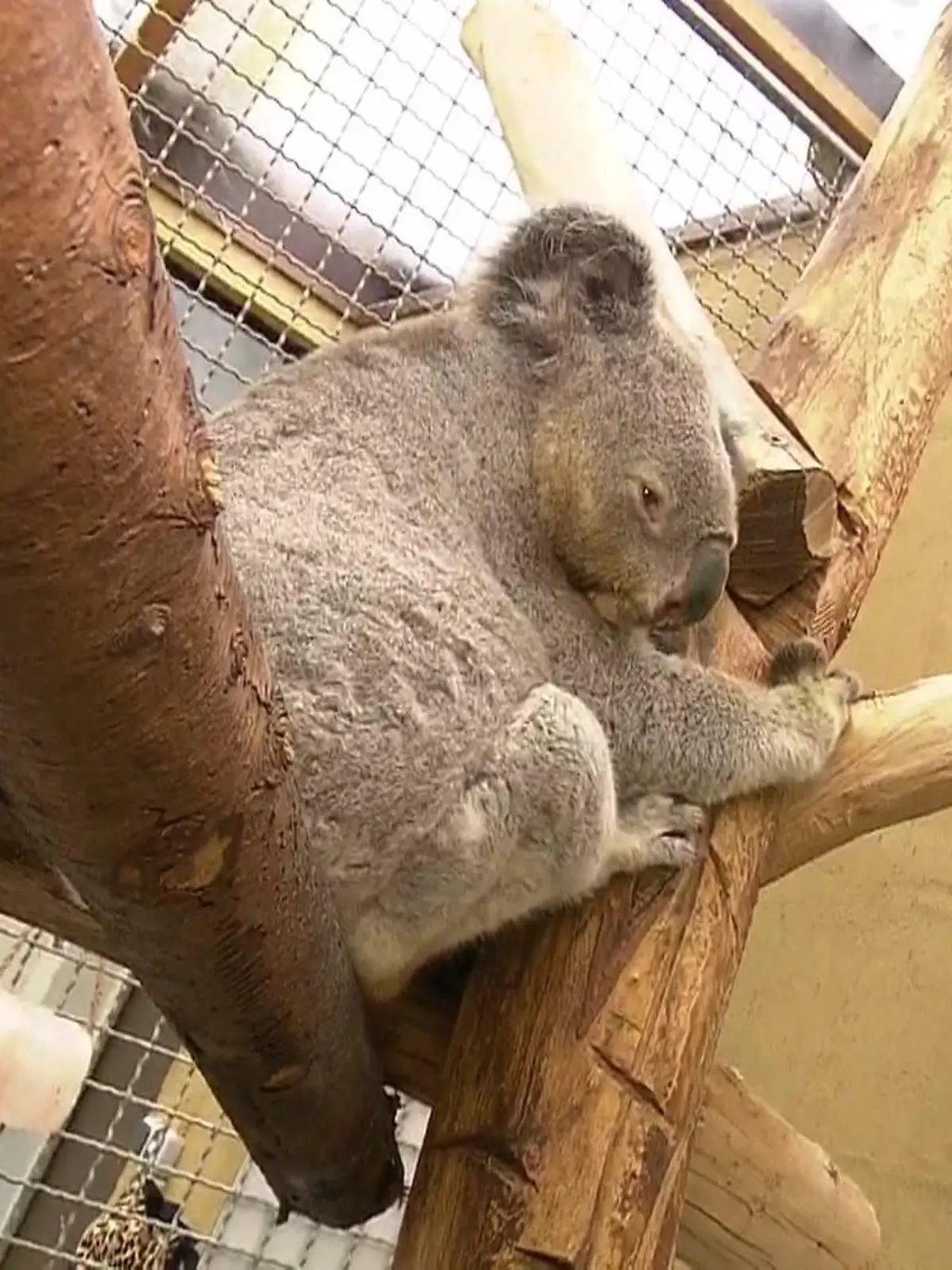 Bild zu: "Koala wird 17"