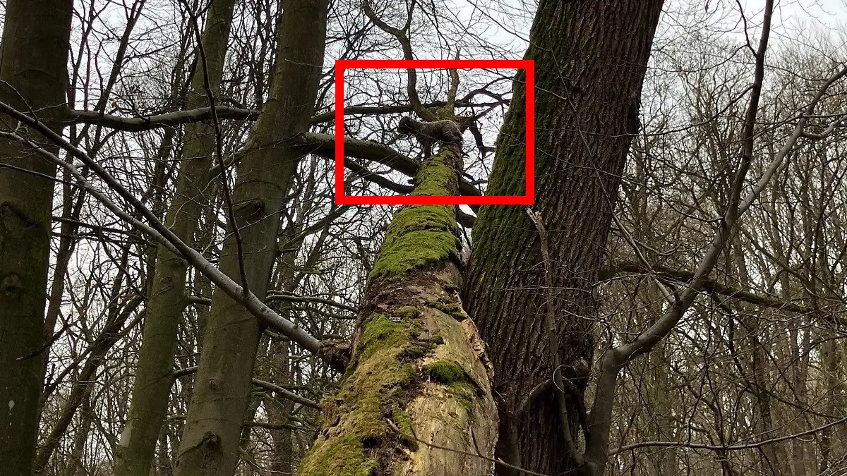 Man erkennt ihn kaum - aber in acht Metern Höhe sitzt ein Mischling auf dem Baum fest und wartet auf Hilfe der Feuerwehr.