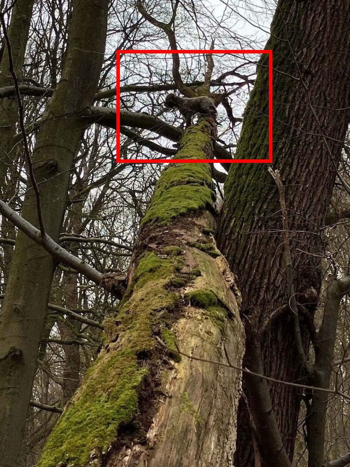 Bild zu: "Hund sitzt in acht Metern Höhe auf Baum fest"
