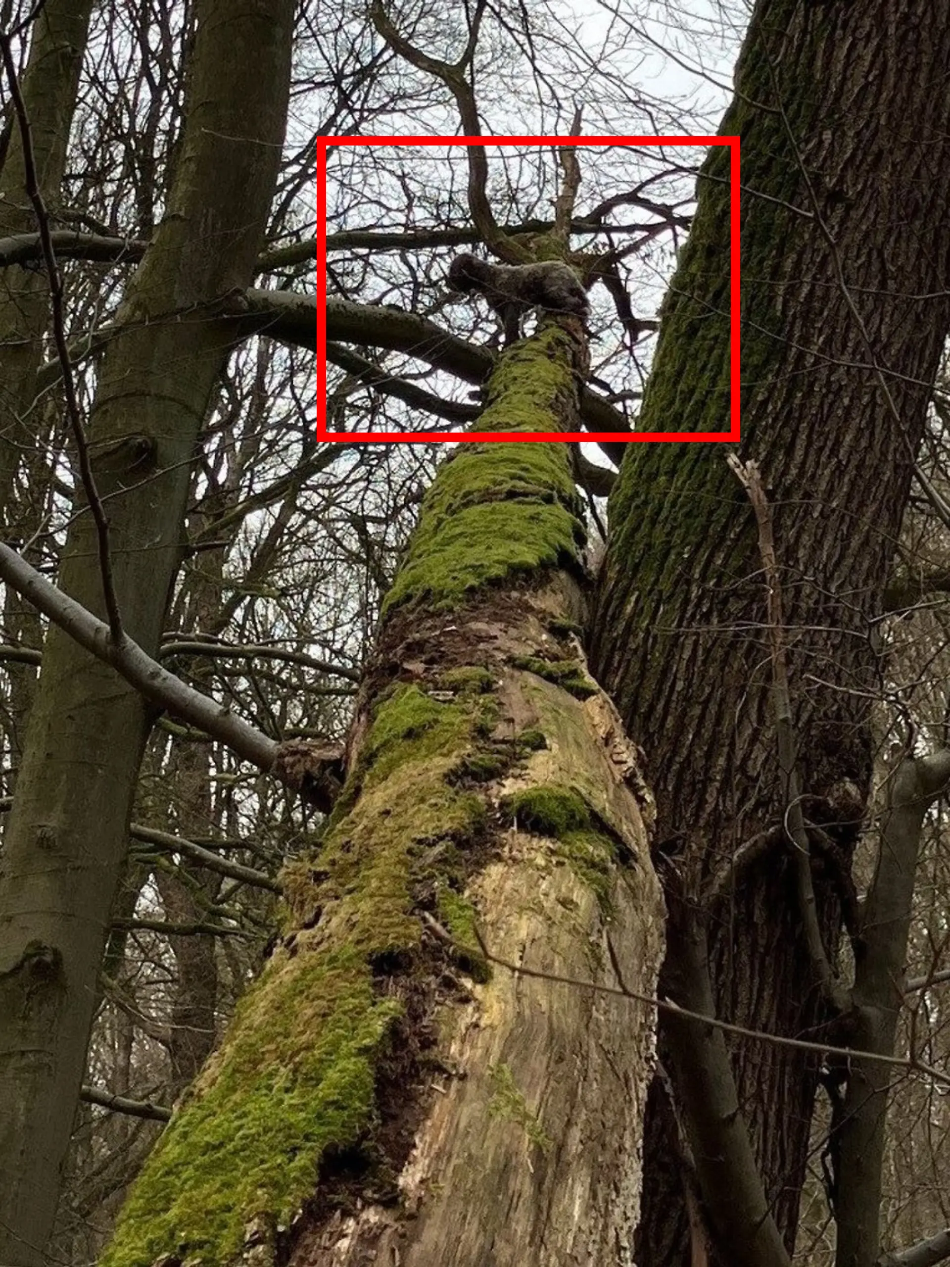 Bild zu: "Hund sitzt in acht Metern Höhe auf Baum fest"
