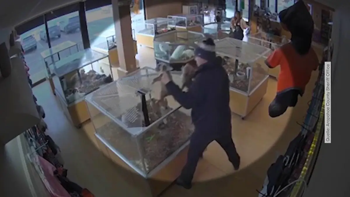 Diebe täuschen Notfall vor und klauen Hundewelpen Kamera filmt das Schauspiel