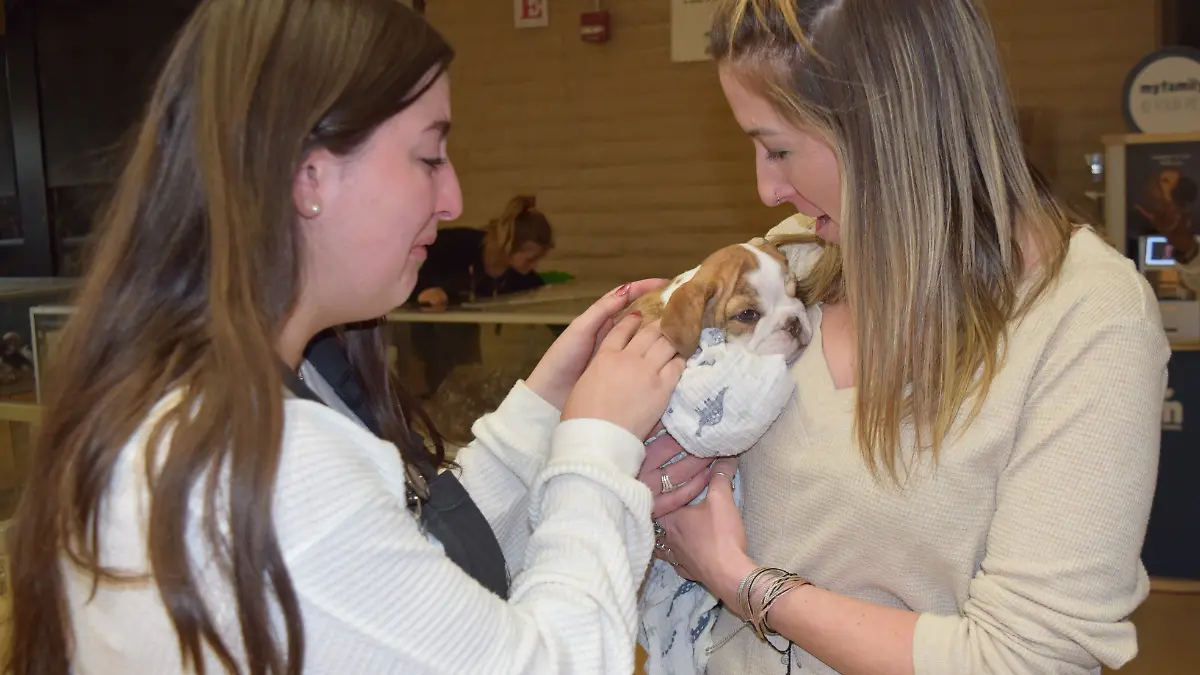 Die Freude ist riesig, als eine der kleinen Bulldoggen zurück in der Tierhandlung ist.