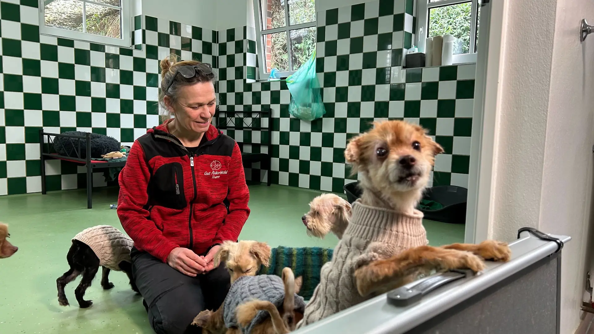 Die Tierschutzorganisation Gut Aiderbichl hat 20 der Tiere aufgenommen und päppelt sie jetzt liebevoll wieder auf.