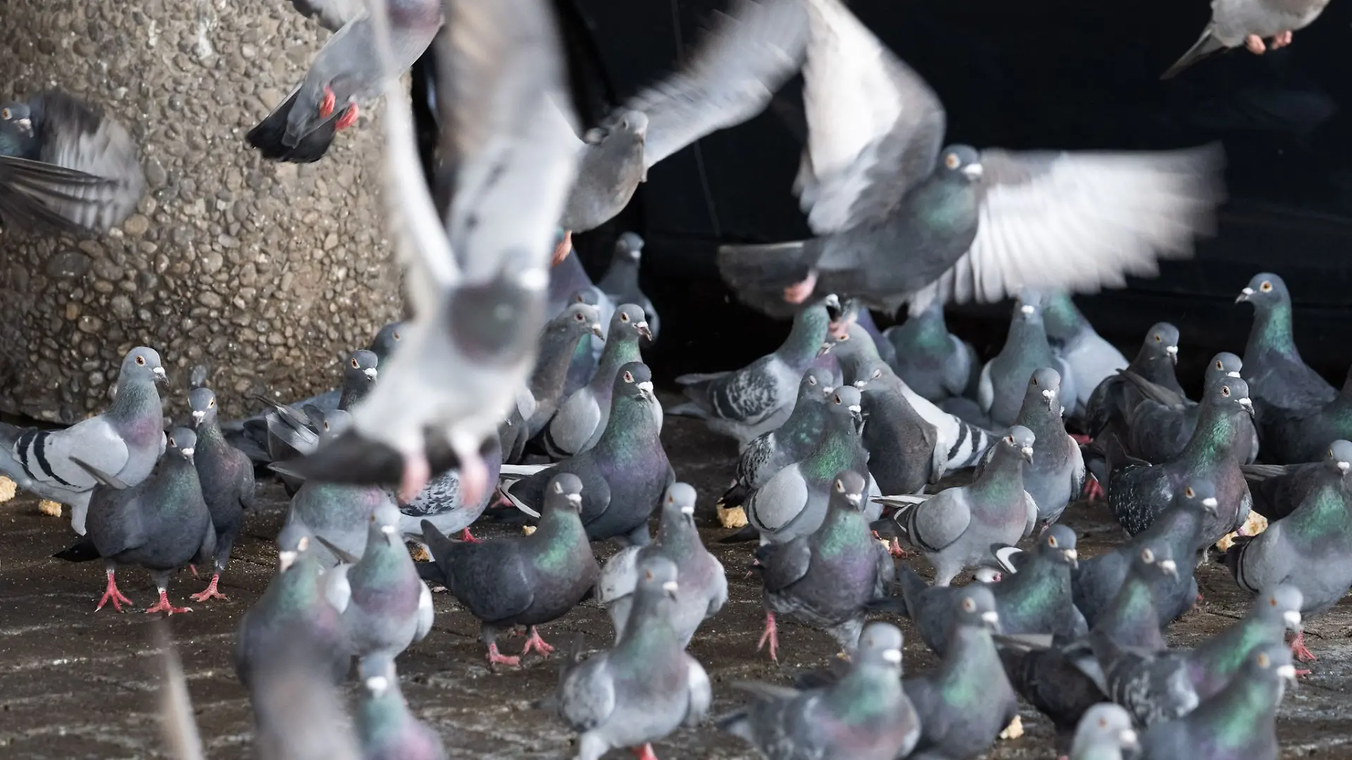 Nach der Aufhebung einer ersten Ausschreibung zum Einfangen von 200 Stadttauben in Limburg steht nun eine zweite Ausschreibung an, die auf die Tötung der Tiere hinausläuft.