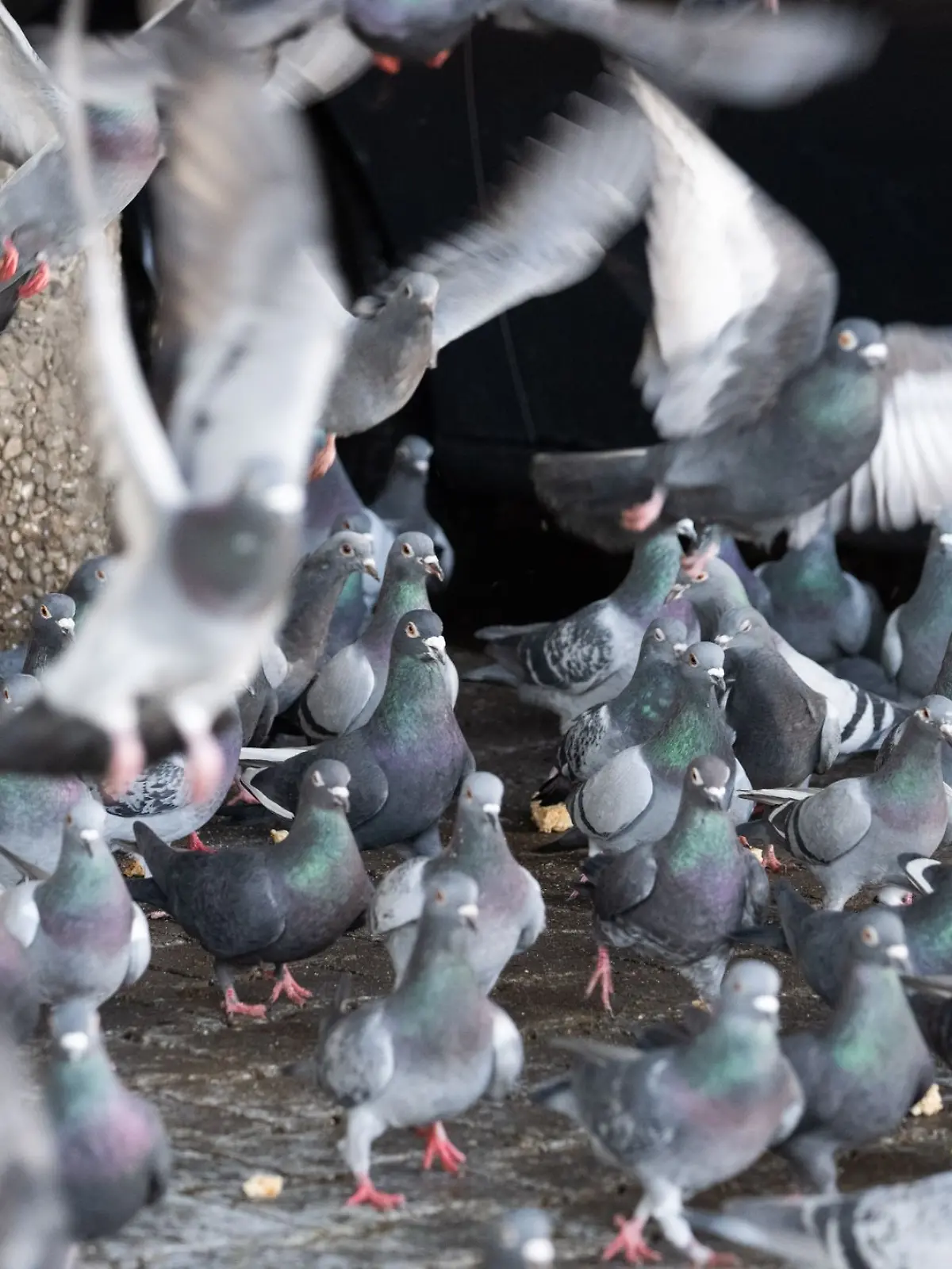 Bild zu: "Stadt will 200 Tauben töten lassen – weil Tierschutz zu teuer wäre? "