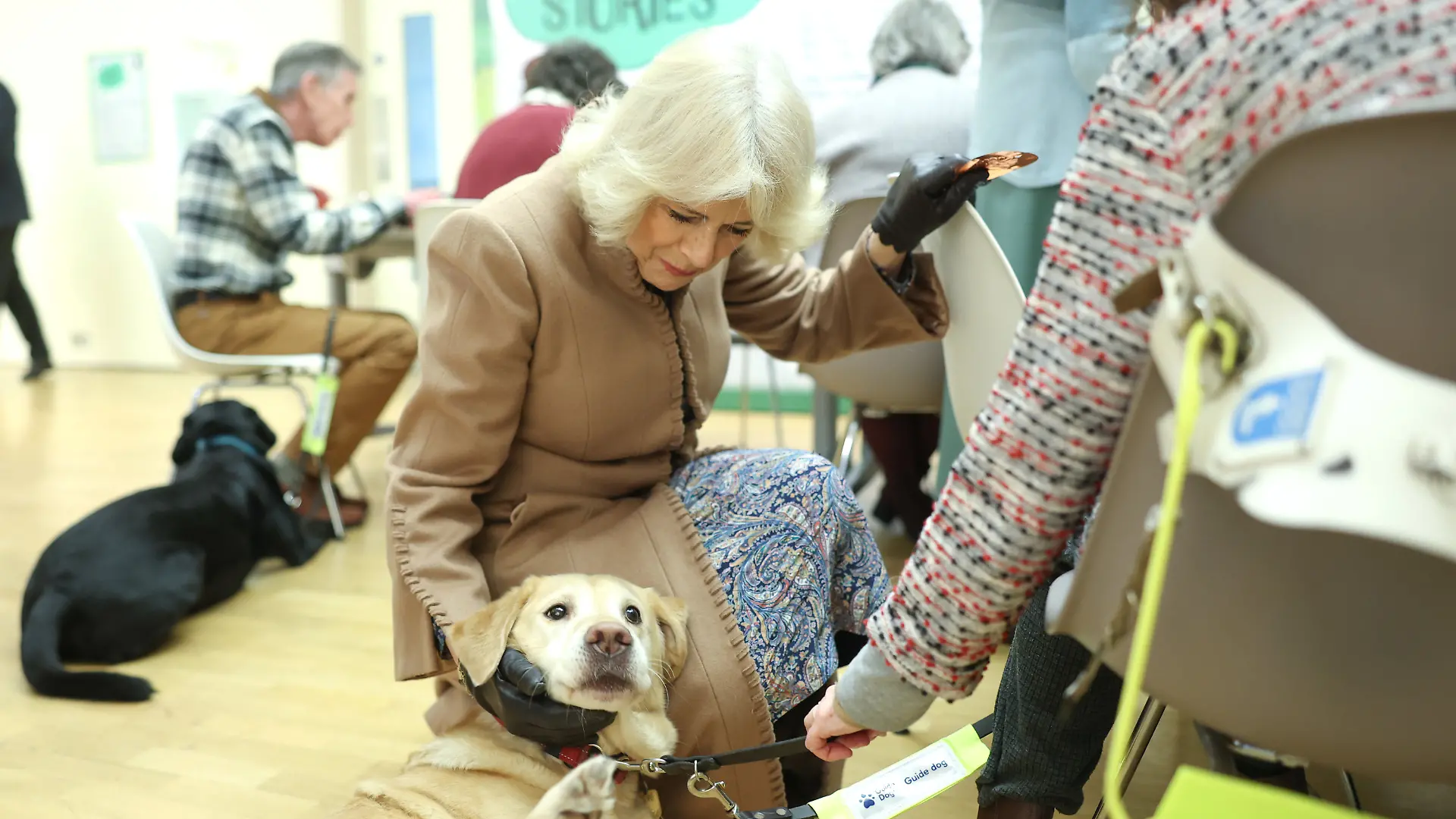 Die britische Königin Camilla streichelt einen Blindenhund während eines Besuchs im Beaney House of Art and Knowledge.