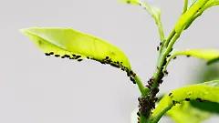 zimmerpflanze jasmin Sternjasmin 'Starry Night'® - Jasminum Starry® Night main image 0