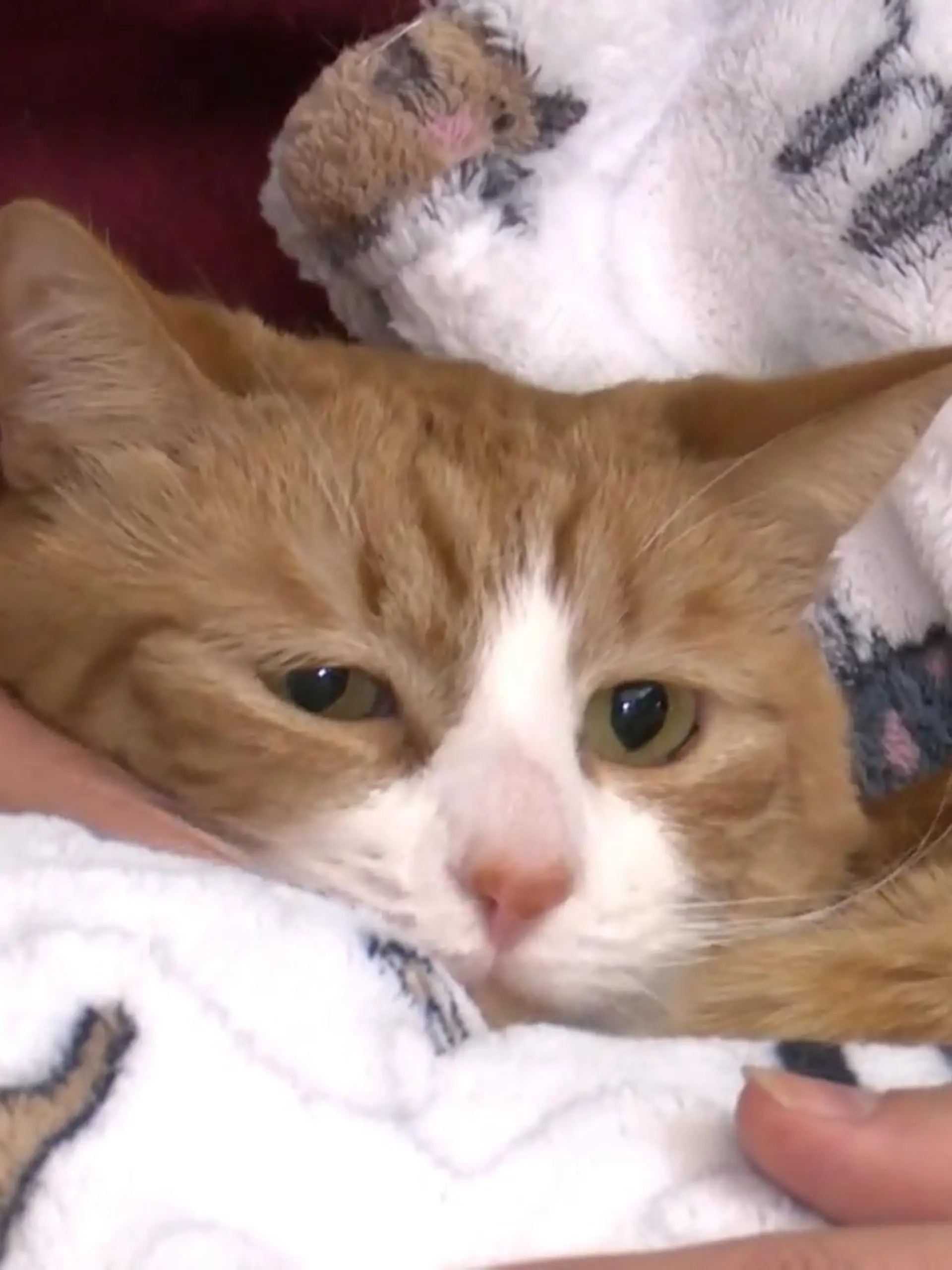 Katze Sunny-Loo