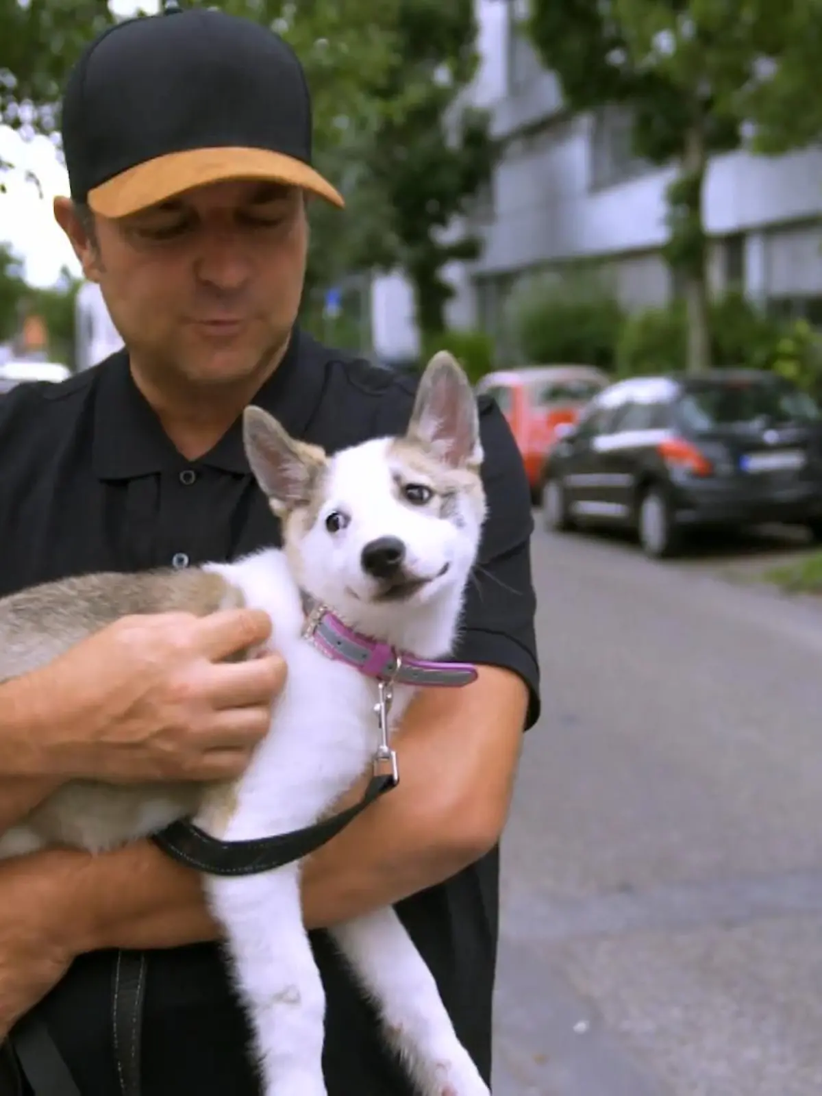 Zusammen mit Tierschützern und Tierärzten legt Martin Rütter einem illegalen Welpenhändler das Handwerk.